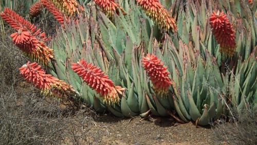 Aloe claviflora (Aloe claviflora)