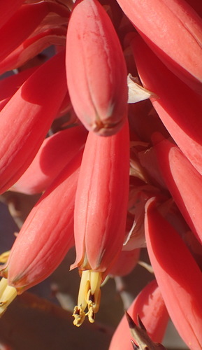 Aloe claviflora (Aloe claviflora)