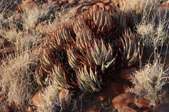 Aloe claviflora (Aloe claviflora)