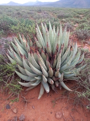 Aloe claviflora (Aloe claviflora)