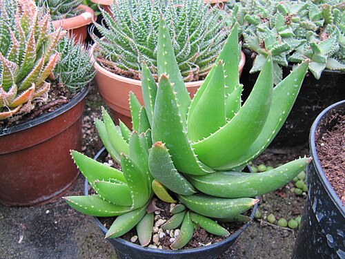Aloe claviflora: Aloe aristata