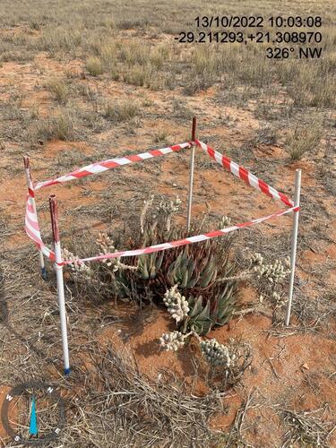 Aloe claviflora (Aloe claviflora)