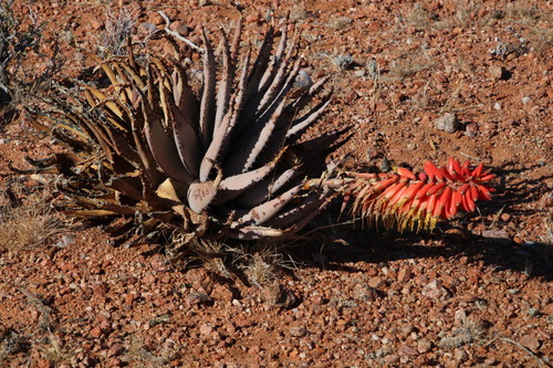 Aloe claviflora (Aloe claviflora)