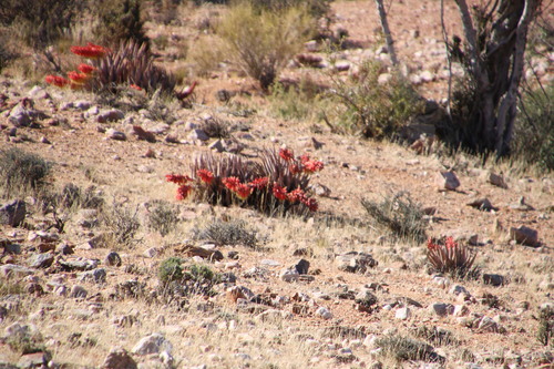 Aloe claviflora (Aloe claviflora)