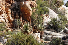 Clanwilliam aloe (Aloe comosa)