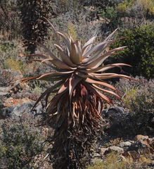 Clanwilliam aloe (Aloe comosa)
