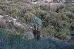 Clanwilliam aloe (Aloe comosa)