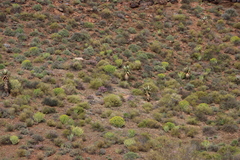 Clanwilliam aloe (Aloe comosa)