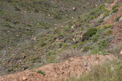 Clanwilliam aloe (Aloe comosa)