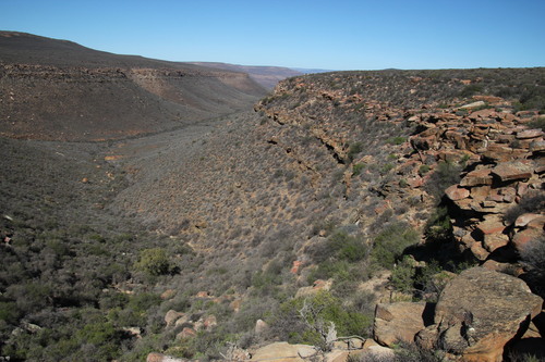 Clanwilliam aloe (Aloe comosa)