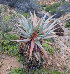 Clanwilliam aloe (Aloe comosa)