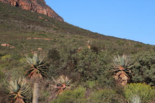 Clanwilliam aloe (Aloe comosa)