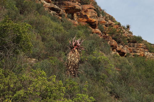 Clanwilliam aloe (Aloe comosa)