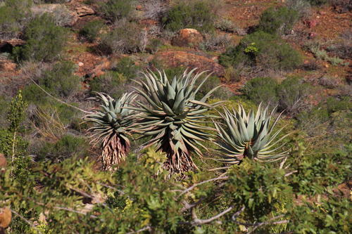Clanwilliam aloe (Aloe comosa)