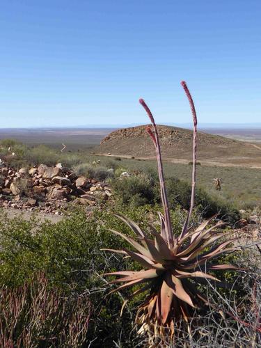 Clanwilliam aloe (Aloe comosa)