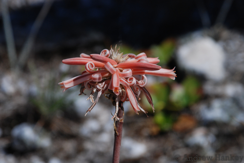 Aloe compressa (Aloe compressa)