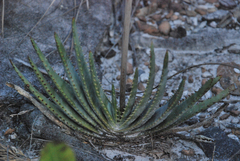 Aloe compressa (Aloe compressa)