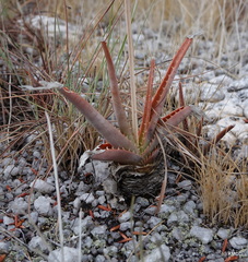 Aloe compressa (Aloe compressa)