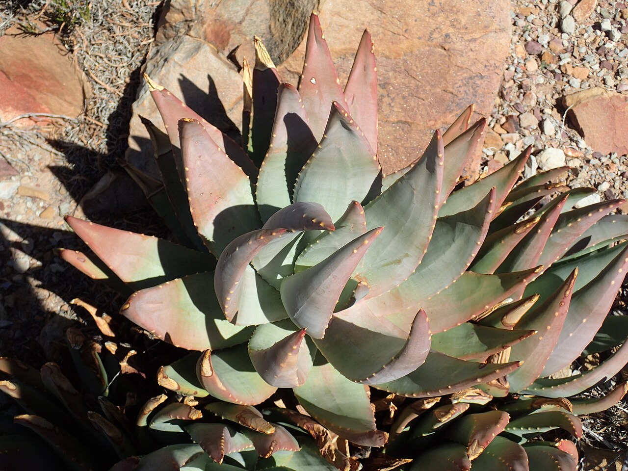 Christmas aloe: Christmas Aloe