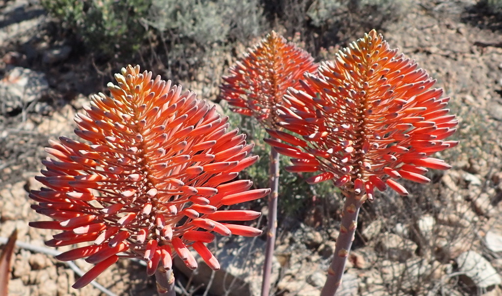 Christmas aloe (Aloe comptonii)