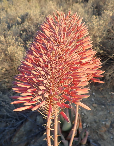 Christmas aloe (Aloe comptonii)