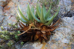 Christmas aloe (Aloe comptonii)