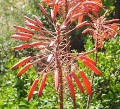 Christmas aloe (Aloe comptonii)