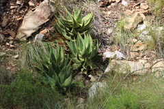 Christmas aloe (Aloe comptonii)