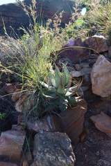 Christmas aloe (Aloe comptonii)