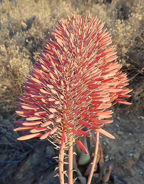 Christmas aloe: Christmas Aloe