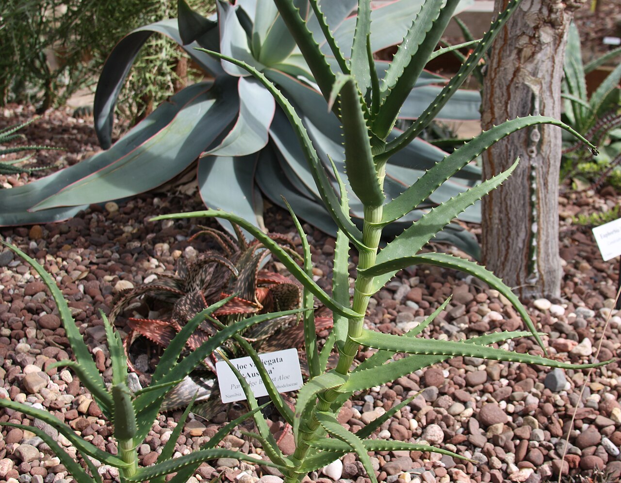 Aloe confusa: Aloe confusa