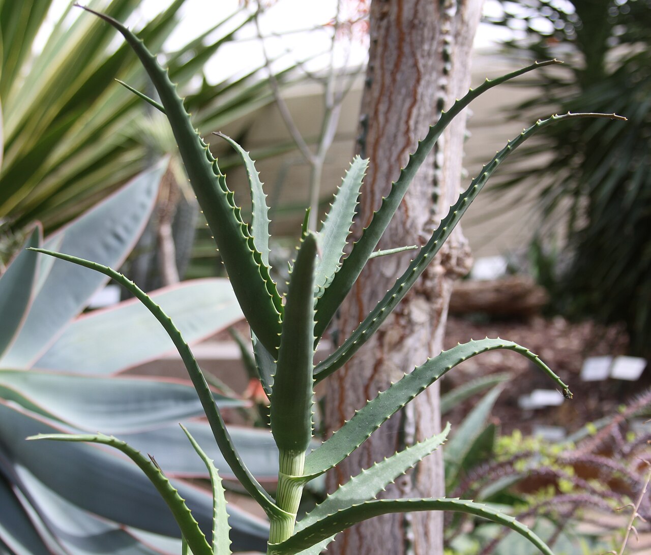 Aloe confusa: Aloe confusa