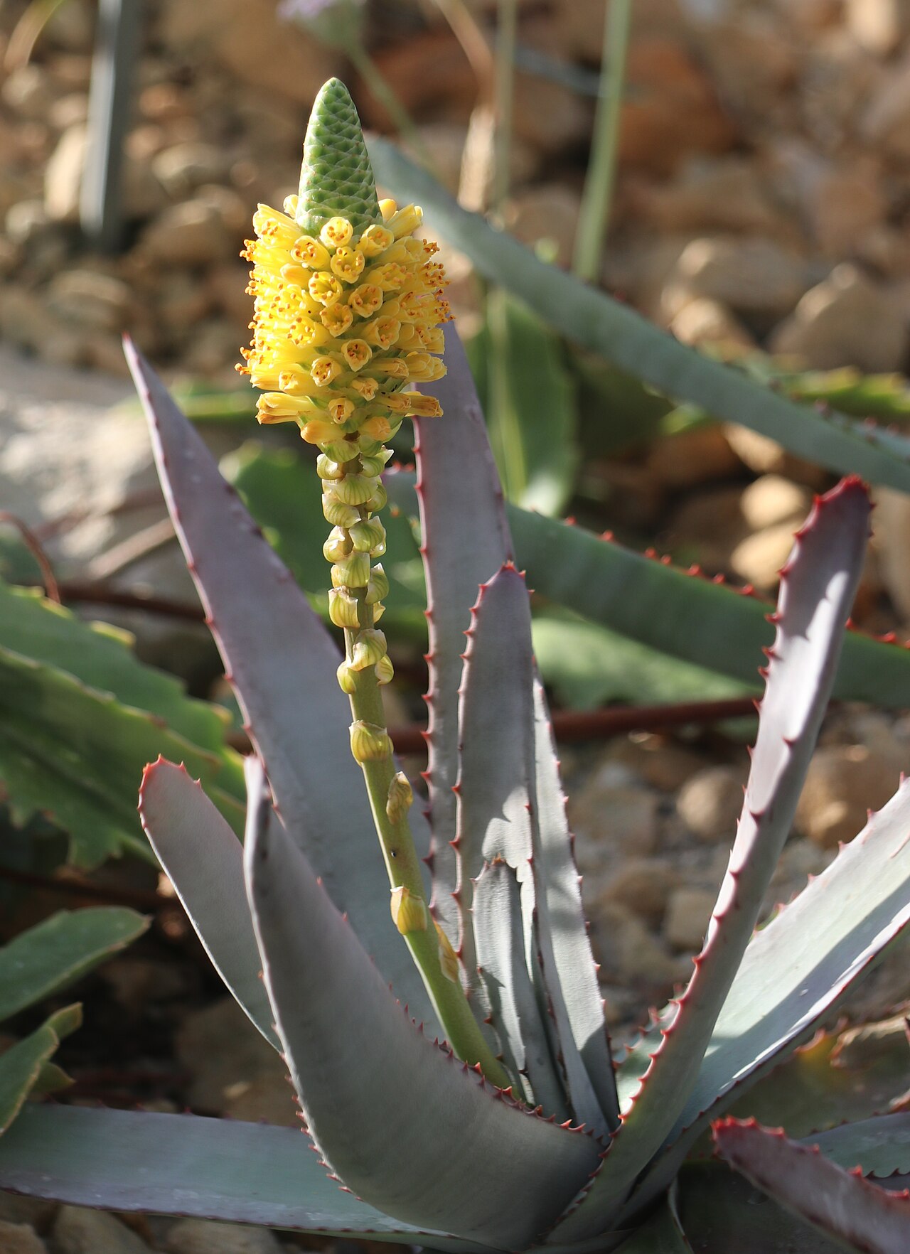 Aloe conifera: Aloe conifera im Botanischen Garten Dresden