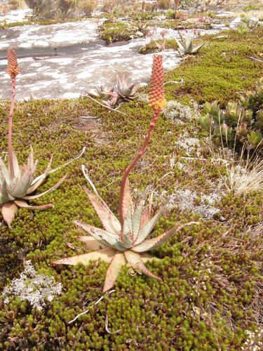 Aloe conifera (Aloe conifera)