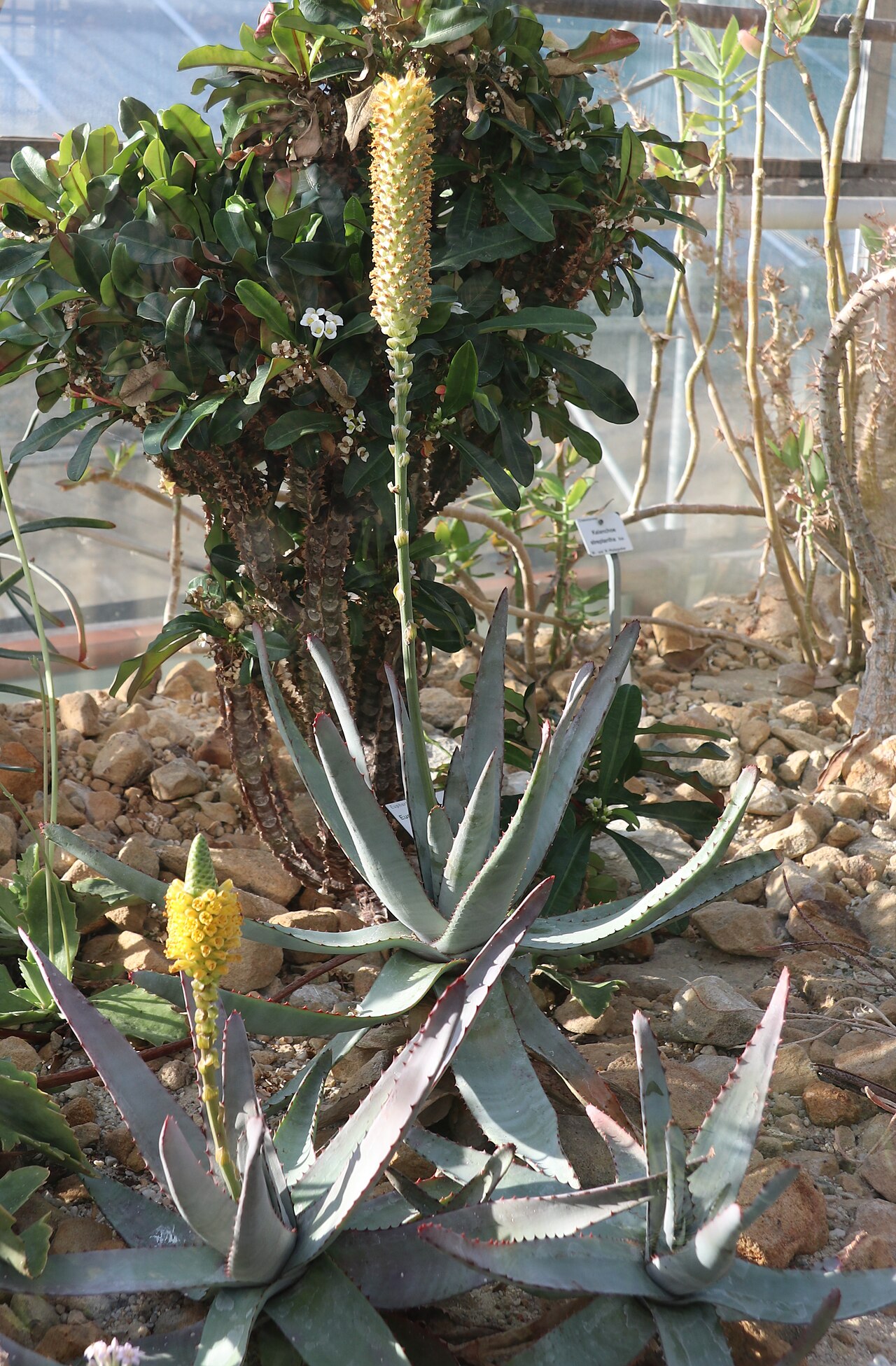 Aloe conifera: Aloe conifera im Botanischen Garten Dresden