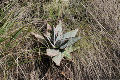 Aloe conifera (Aloe conifera)