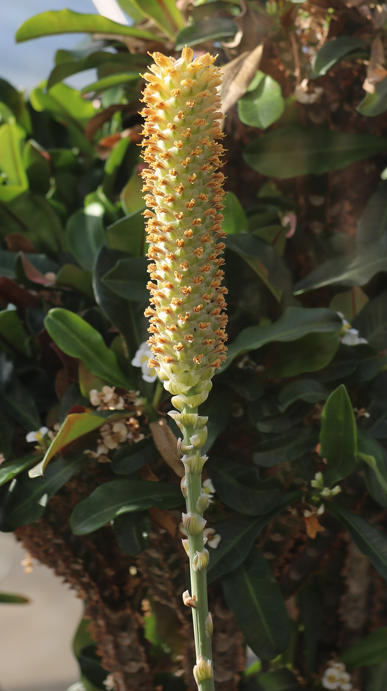Aloe conifera: verblühender Blütenstand von Aloe conifera im Botanischen Garten Dresden