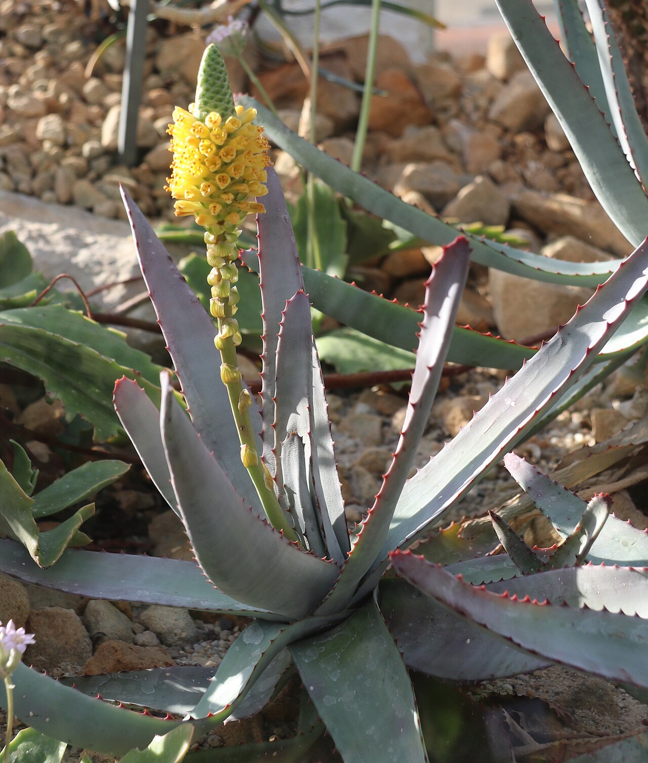 Aloe conifera: Aloe conifera im Botanischen Garten Dresden
