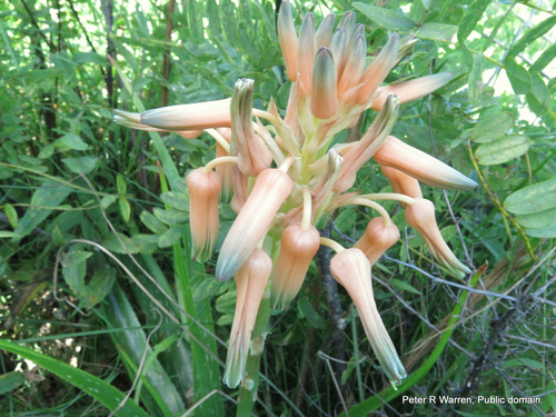 Aloe cooperi (Aloe cooperi)