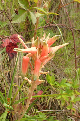Aloe cooperi (Aloe cooperi)