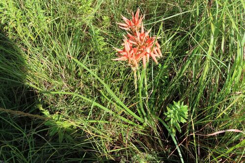 Aloe cooperi (Aloe cooperi)