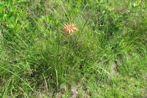 Aloe cooperi (Aloe cooperi)