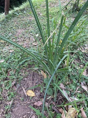 Aloe cooperi (Aloe cooperi)