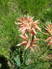 Aloe cooperi (Aloe cooperi)
