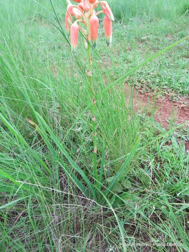 Aloe cooperi (Aloe cooperi)