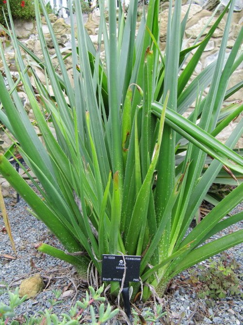 Aloe cooperi: Aloe cooperi