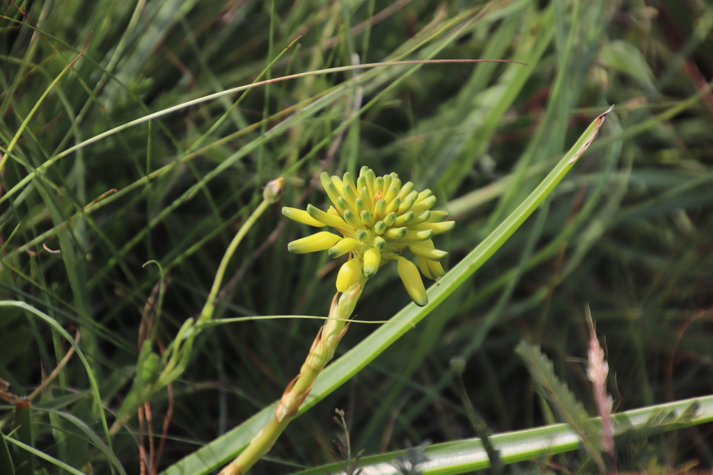 Aloe craibii (Aloe craibii)