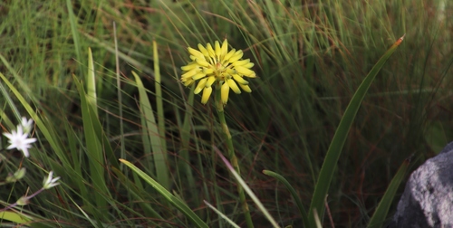 Aloe craibii (Aloe craibii)