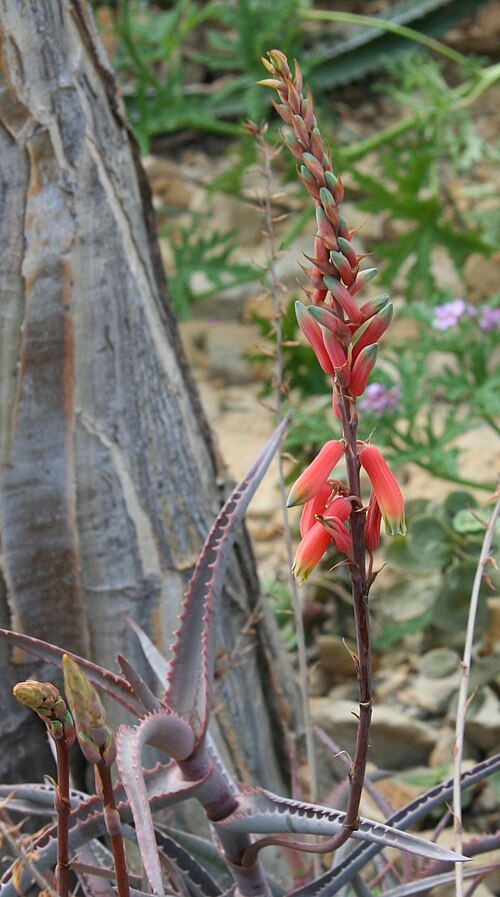 Aloe cremnophila: Aloe cremnophila im Botanischen Garten Dresden