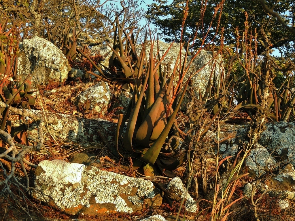 Aloe cryptopoda (Aloe cryptopoda)